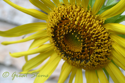 sunflowerb07-10-10.jpg