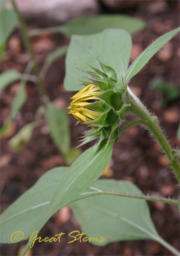 sunflowerbud09-09-09.jpg