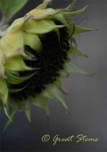 sunflowerseedhead07-28-10.jpg