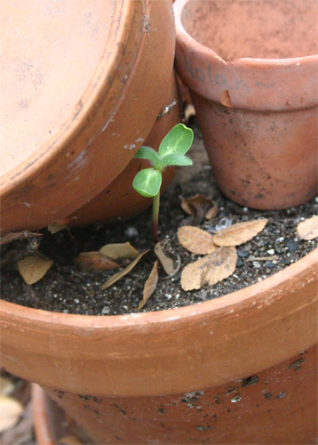 sunflowerseedling09-09-09.jpg