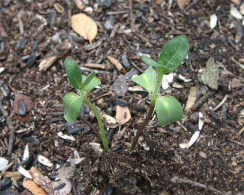 sunflowerseedlings09-09-09.jpg