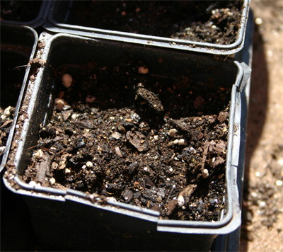 sunflowersoil.jpg