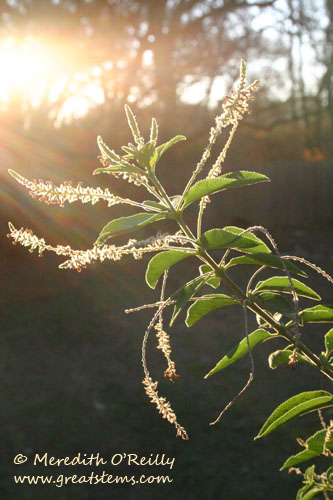 sunonverbena11-10-11.jpg