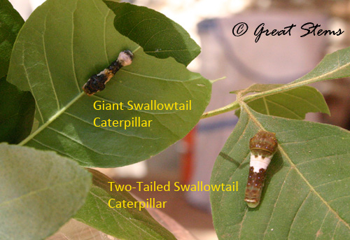 swallowcats05-03-11.jpg