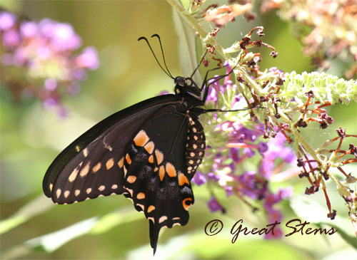 swallowtail06-29-10.jpg