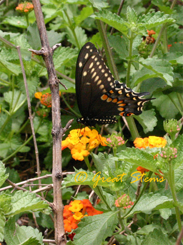 swallowtailb05-02-10.jpg