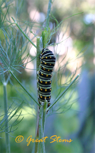 swallowtailcat04-24-10.jpg