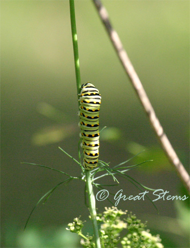 swallowtailcat06-13-10.jpg