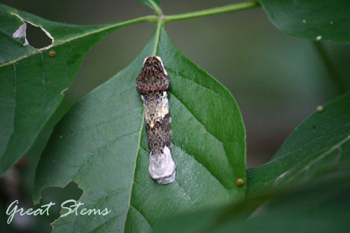 swallowtailcatandeggs06-13-10.jpg