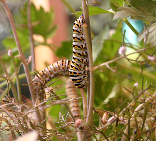 swallowtailcatb07-09-09.jpg