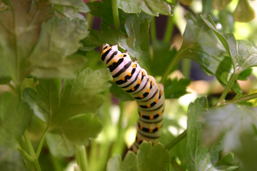 swallowtailcatb07-11-09.jpg