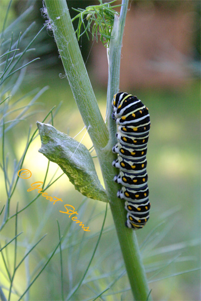 swallowtailcatchrys04-25-10.jpg