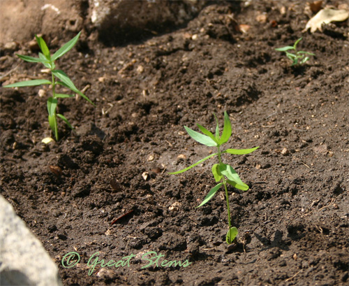 swampmilkweed07-31-09.jpg