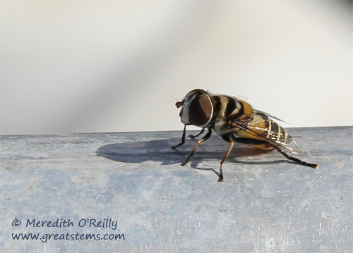 syrphidfly03-13-12.jpg