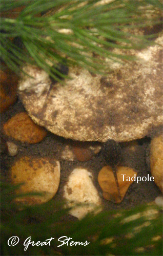 tadpoles07-01-11.jpg