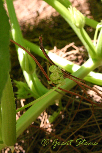 tendrilsa08-07-09.jpg