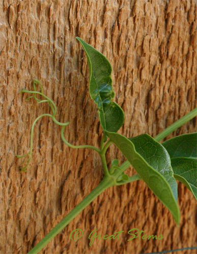 tendrilsb08-07-09.jpg