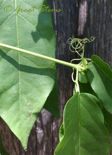 tendrilsc08-07-09.jpg