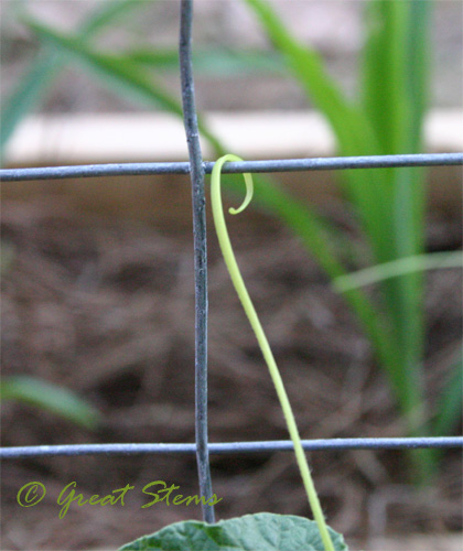 tendrilse08-07-09.jpg