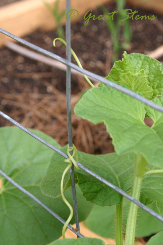 tendrilsk08-07-09.jpg