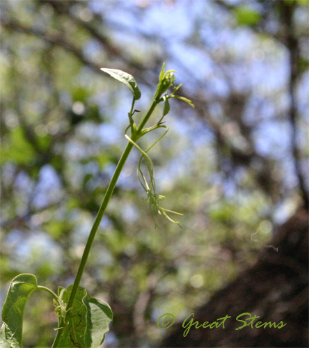 tendrilsm08-07-09.jpg