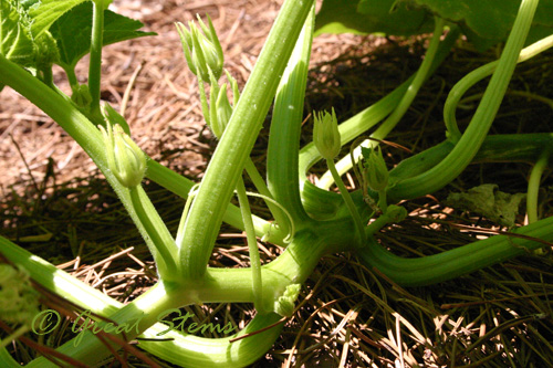 tendrilsn08-07-09.jpg