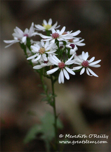 texasaster11-12-11.jpg