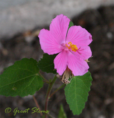 texasrockrose08-22-09.jpg