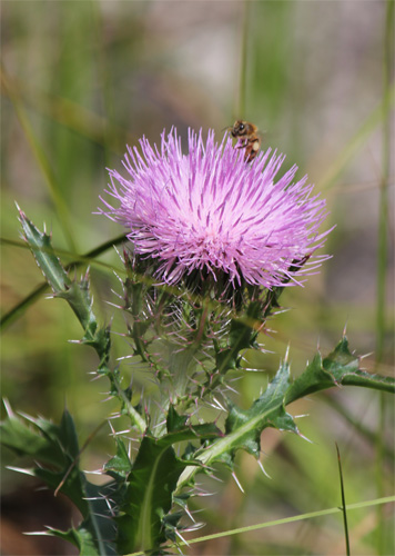 thistle03-13-12.jpg