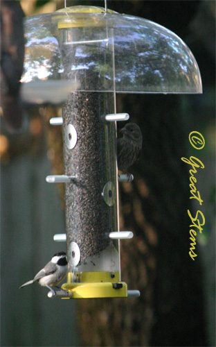 thistlefeeder06-04-10.jpg