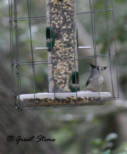 titmouse12-03-10.jpg