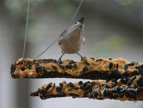 titmouseonbarkb12-18-10.jpg