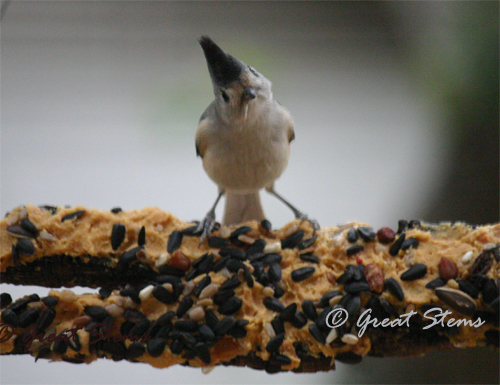 titmouseonbarkc12-18-10.jpg