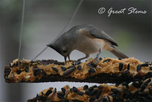 titmouseonbarkd12-18-10.jpg