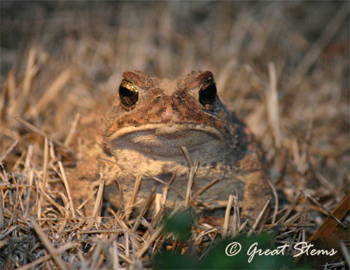 toad02-20-11.jpg