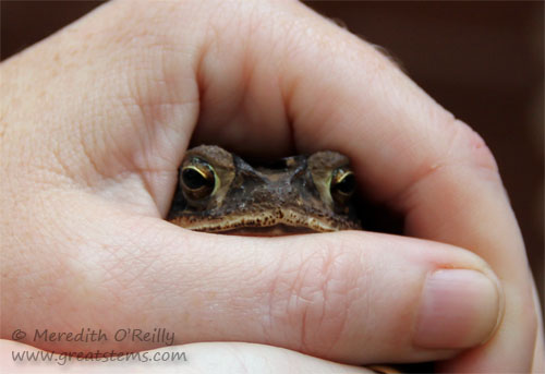 toad05-03-12.jpg