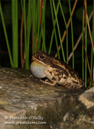 toad05-11-12.jpg