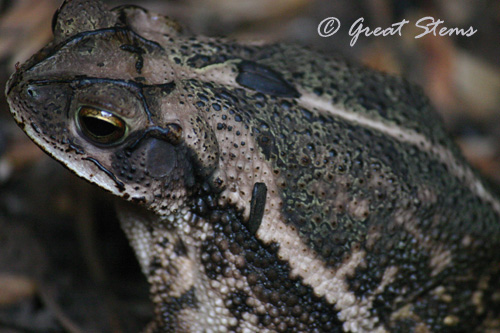 toad09-11-10.jpg