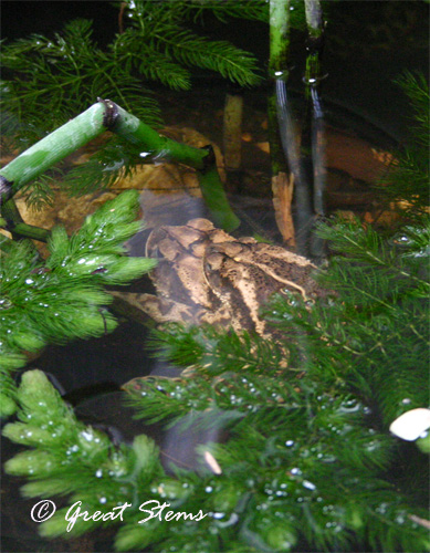 toadpair07-01-11.jpg