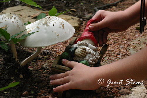 toadstoolgnomeb09-28-10.jpg