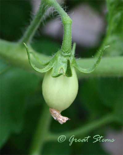 tomatob05-22-10.jpg