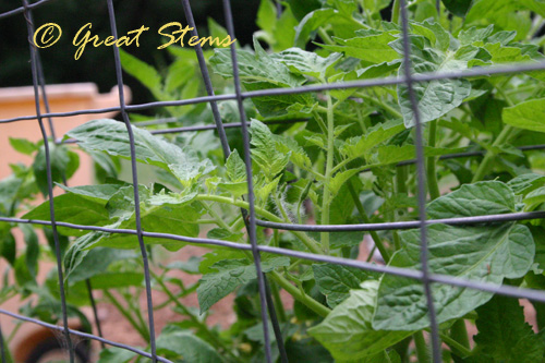 tomatoes05-15-10.jpg