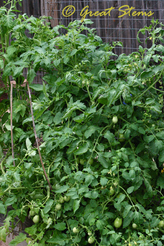 tomatoes06-04-10.jpg