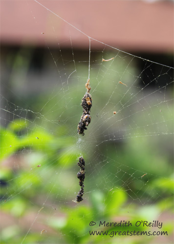 trashlinespider03-19-12.jpg