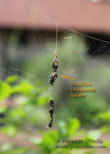 trashlinespiderb03-19-12.jpg