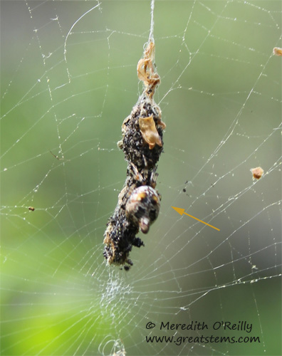 trashlinespiderc03-19-12.jpg