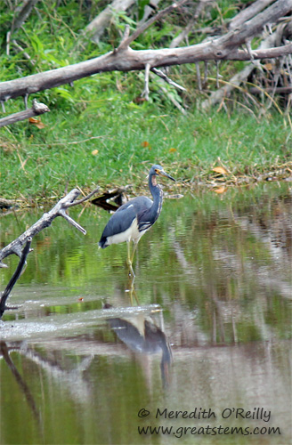 triheronb03-13-12.jpg