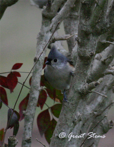 tuftedtitmice02-20-11.jpg