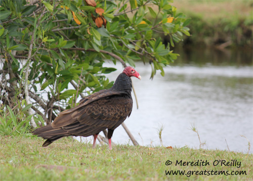 turkeyvulture03-12-12.jpg