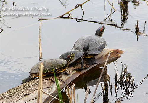 turtles03-17-12.jpg